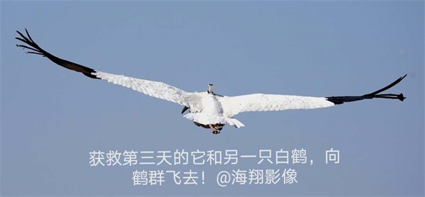 8040威尼斯,湖南野活泼物追踪,湖南卫星追踪器,湖南追踪器