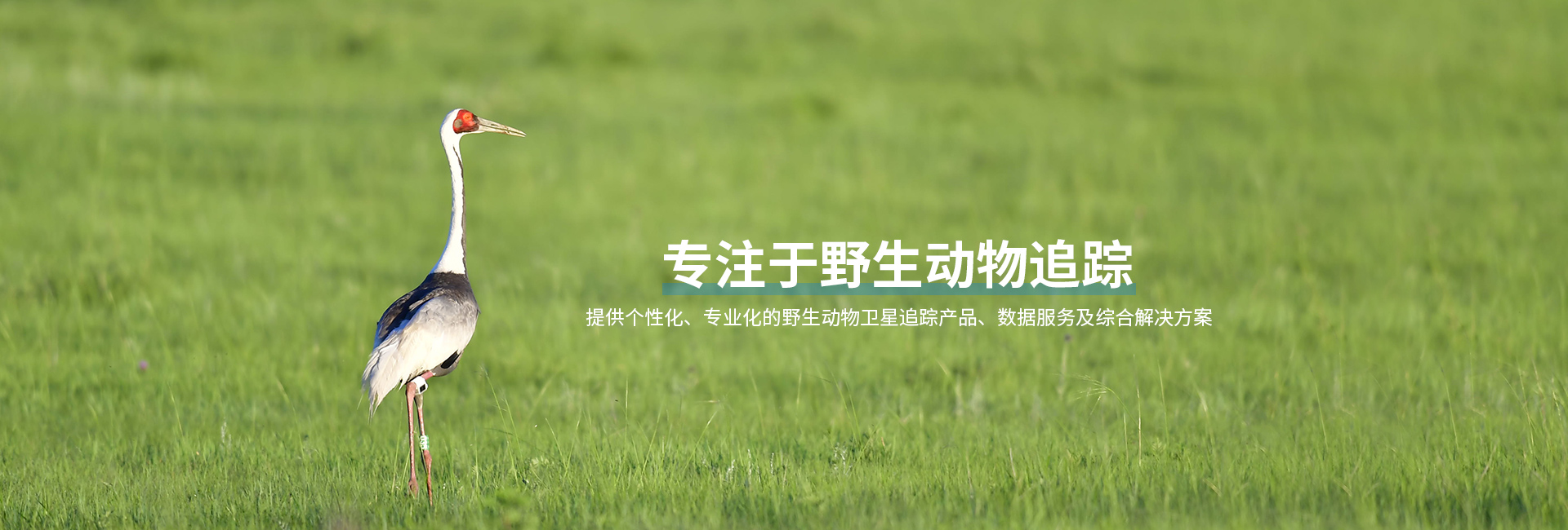 8040威尼斯_湖南野活泼物追踪|湖南卫星追踪器