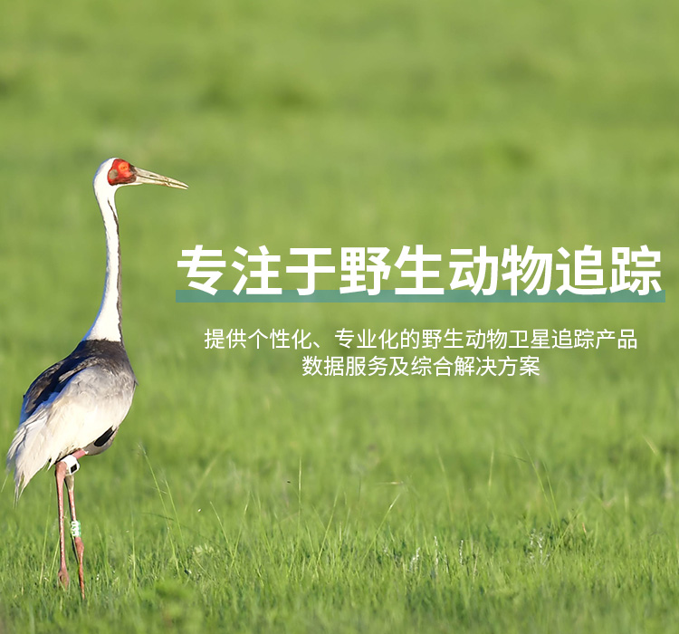 8040威尼斯_湖南野活泼物追踪|湖南卫星追踪器