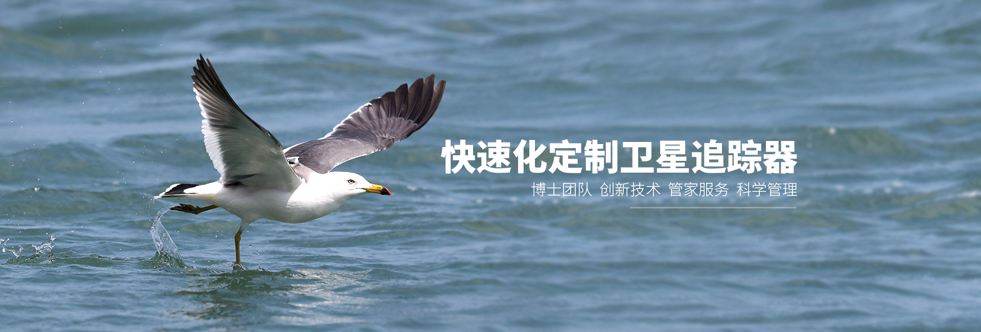 8040威尼斯_湖南野活泼物追踪|湖南卫星追踪器