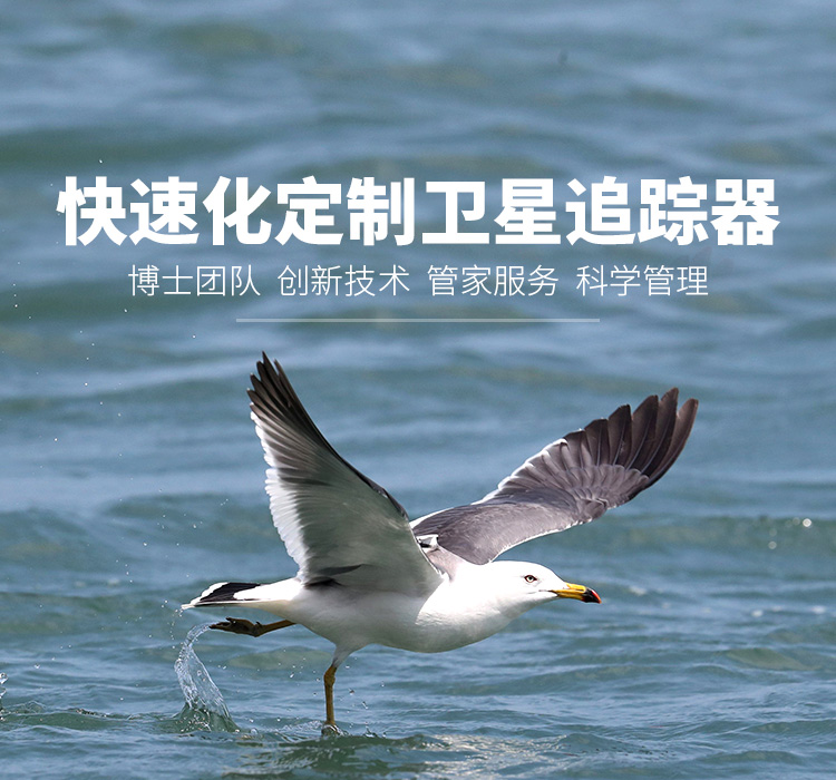 8040威尼斯_湖南野活泼物追踪|湖南卫星追踪器