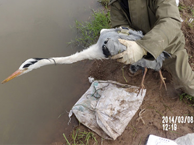 8040威尼斯,湖南野活泼物追踪,湖南卫星追踪器,湖南追踪器