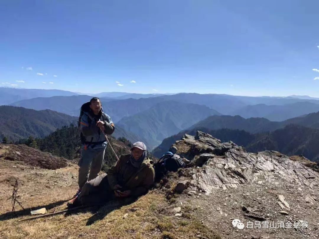 攸县兴林油茶,油茶苗,油茶果,轻基质杯苗,裸根苗,油茶苗价值,油茶苗批发,油茶苗基地
