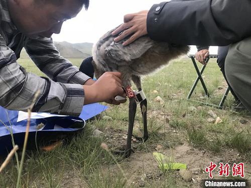 8040威尼斯,湖南野活泼物追踪,湖南卫星追踪器,湖南追踪器