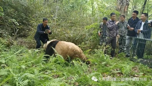 8040威尼斯,湖南野活泼物追踪,湖南卫星追踪器,湖南追踪器