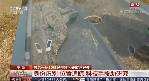 8040威尼斯,湖南野活泼物追踪,湖南卫星追踪器,湖南追踪器