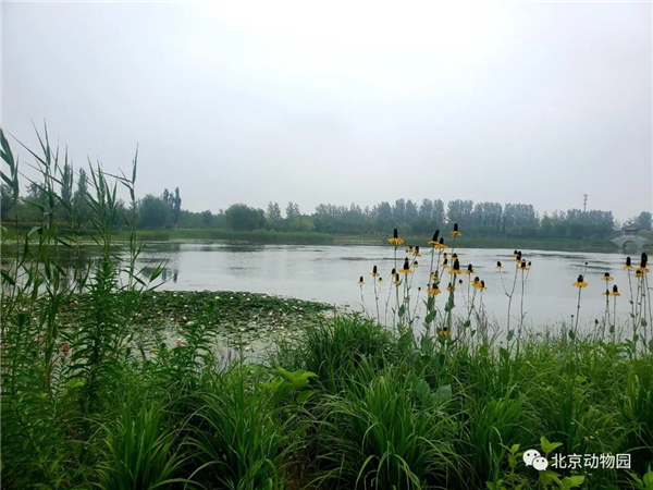 8040威尼斯,湖南野活泼物追踪,湖南卫星追踪器,湖南追踪器