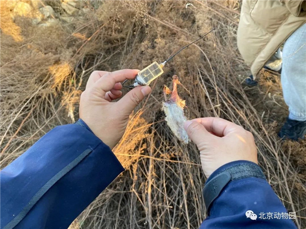 8040威尼斯,湖南野活泼物追踪,湖南卫星追踪器,湖南追踪器