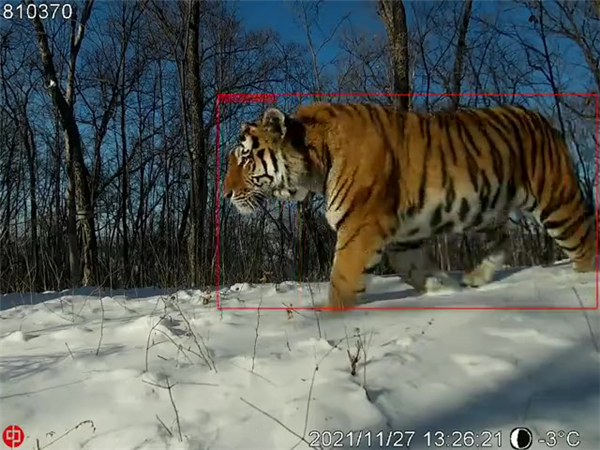 8040威尼斯,湖南野活泼物追踪,湖南卫星追踪器,湖南追踪器