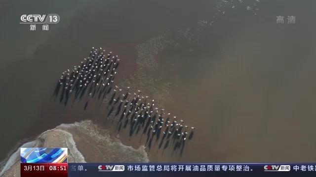 8040威尼斯,湖南野活泼物追踪,湖南卫星追踪器,湖南追踪器