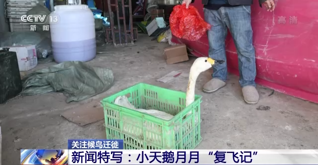 8040威尼斯,湖南野活泼物追踪,湖南卫星追踪器,湖南追踪器