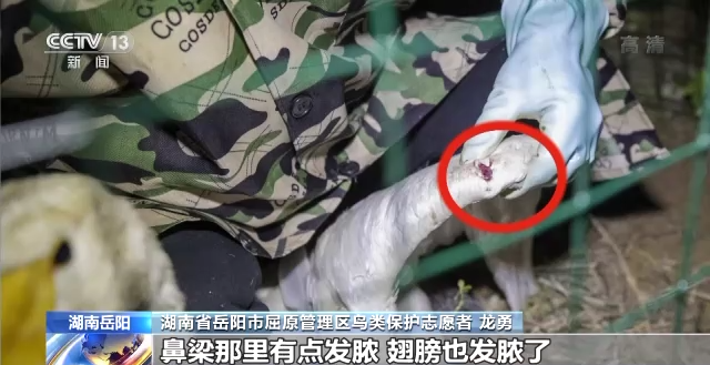 8040威尼斯,湖南野活泼物追踪,湖南卫星追踪器,湖南追踪器