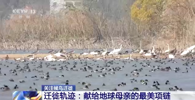 8040威尼斯,湖南野活泼物追踪,湖南卫星追踪器,湖南追踪器