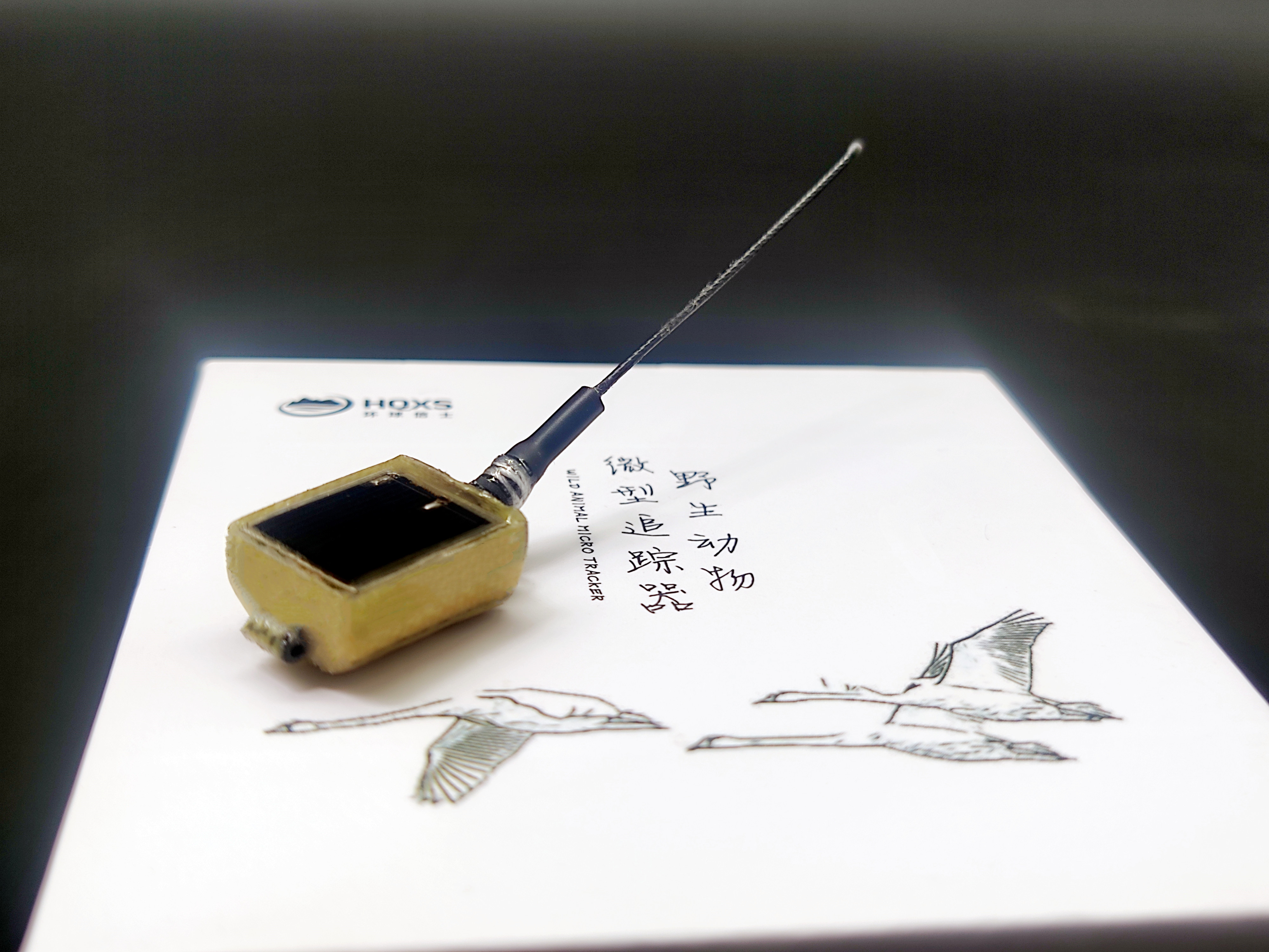 8040威尼斯,湖南野活泼物追踪,湖南卫星追踪器,湖南追踪器