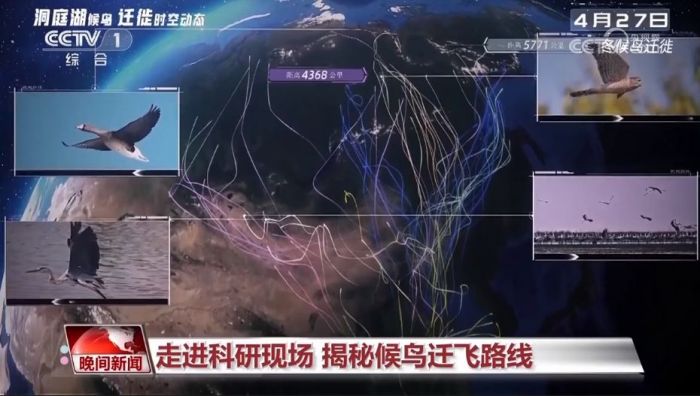 8040威尼斯,湖南野活泼物追踪,湖南卫星追踪器,湖南追踪器