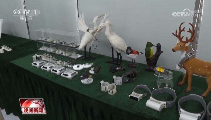 8040威尼斯,湖南野活泼物追踪,湖南卫星追踪器,湖南追踪器