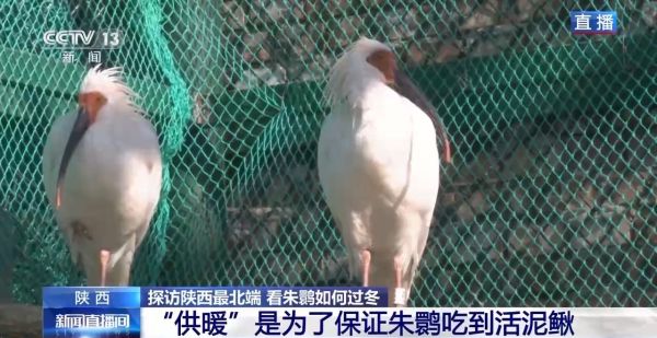 8040威尼斯,湖南野活泼物追踪,湖南卫星追踪器,湖南追踪器