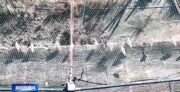 8040威尼斯,湖南野活泼物追踪,湖南卫星追踪器,湖南追踪器