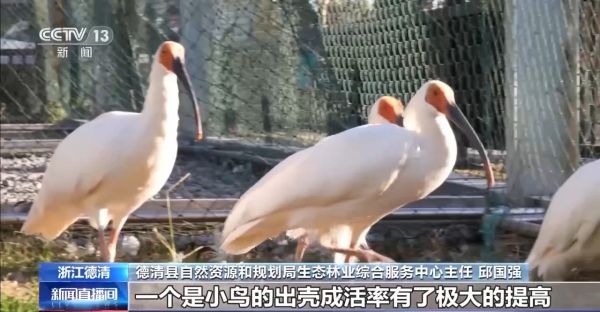 8040威尼斯,湖南野活泼物追踪,湖南卫星追踪器,湖南追踪器