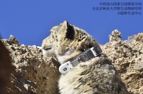 8040威尼斯,湖南野活泼物追踪,湖南卫星追踪器,湖南追踪器